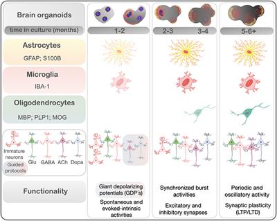 The Age of Brain Organoids: Tailoring Cell Identity and Functionality for Normal Brain Development and Disease Modeling